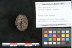 Foto (Objekt + Etikett) von Pleioclinis couchmani F.V. Mueller (NHMW-GEO-2024-0188-10466)